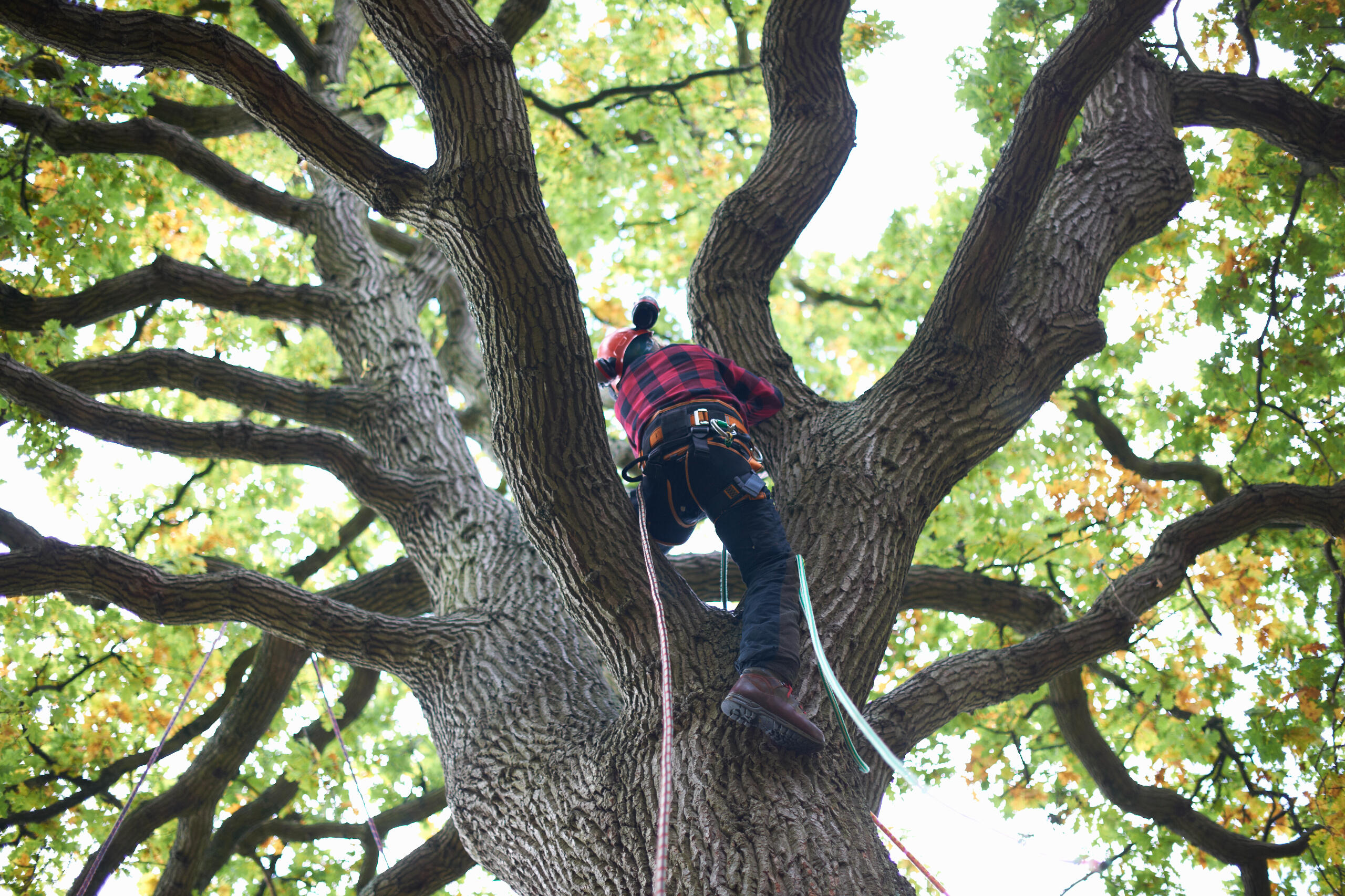 Tree Trimming St. Cloud, MN