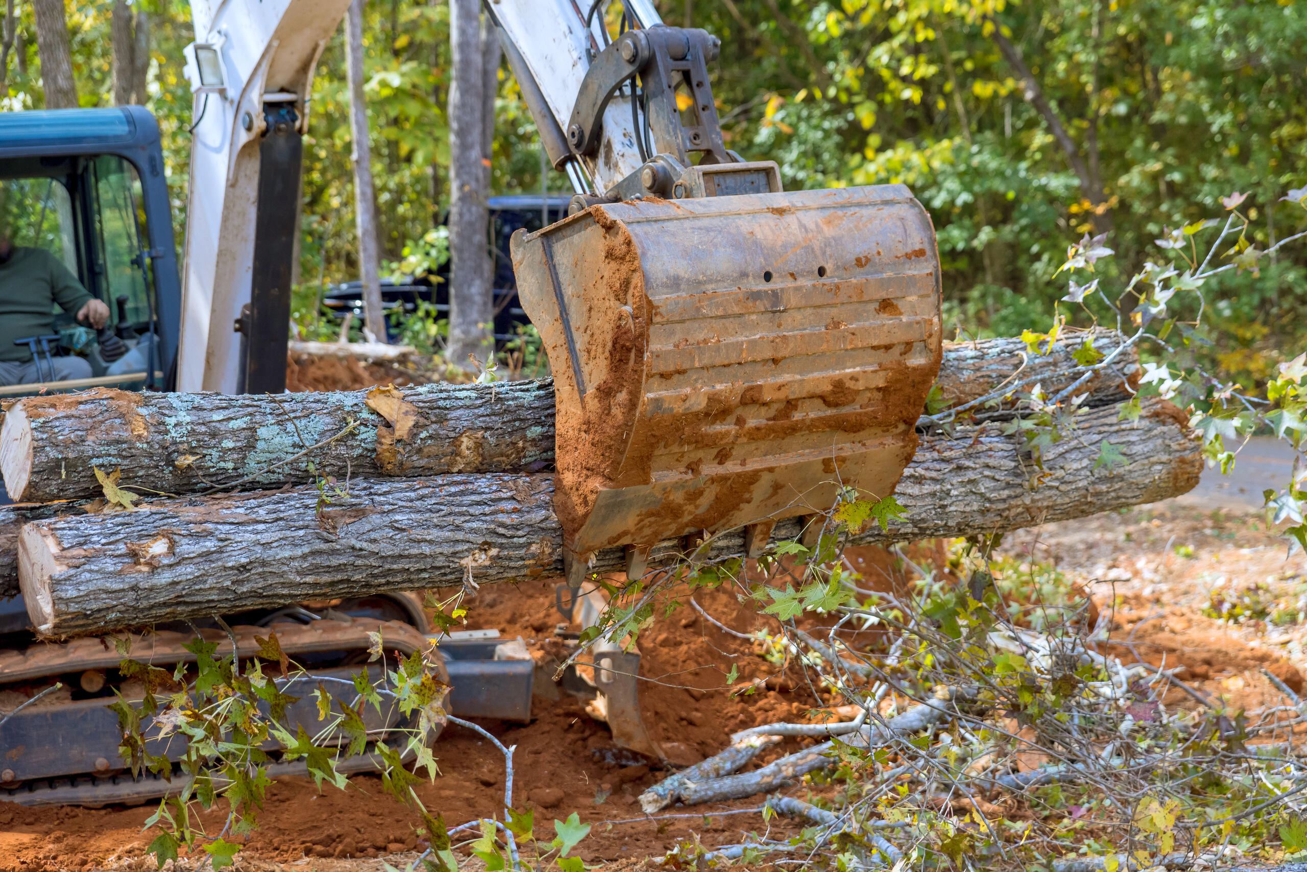 Tree Removal St. Cloud